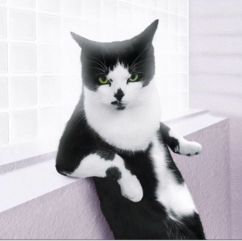 《萌宅物语》中猫咪丢失后如何收回? 1