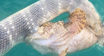 揭秘:生活在海洋中的鳗鳜,它究竟是海蛇还是鱼类? 1