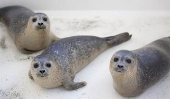 揭秘:因浓密粗硬胡须而得名的海豹种类是哪种? 1