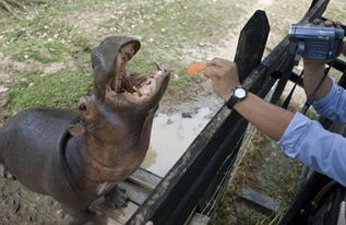《如何高效分享《河马剧场》视频》 3