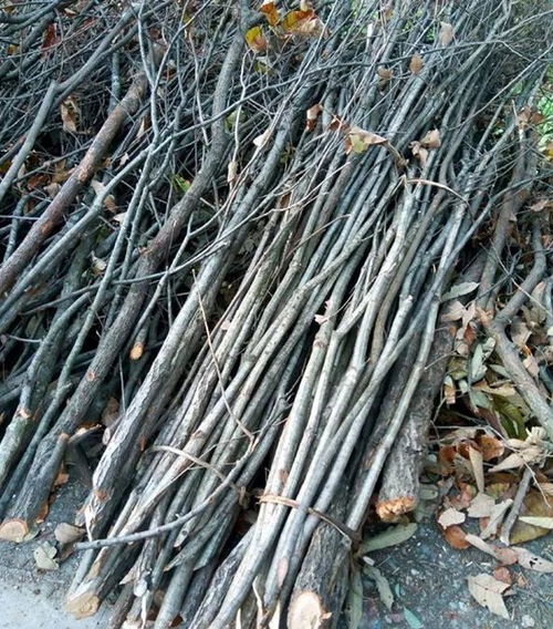 《橡子屋》秘籍：解锁神秘树枝钓鱼竿的绝妙方法 4