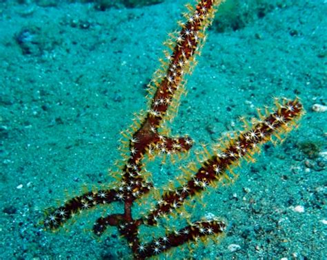 海柳通常指的是哪种海洋生物? 1