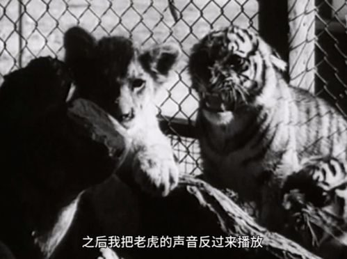 《无尽冬日》中洞斑鬣狗技能有哪些? 1