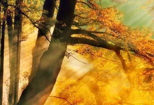 《一念通天》必备攻略:轻松获取远古银杏秘籍 2