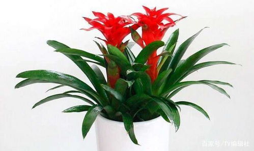 揭秘:鸿运当头的真正含义是什么? 1