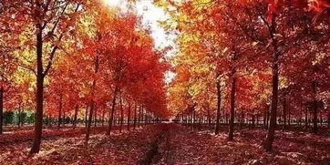 《枫叶岛》神器最强搭配攻略,助你战无不胜! 1