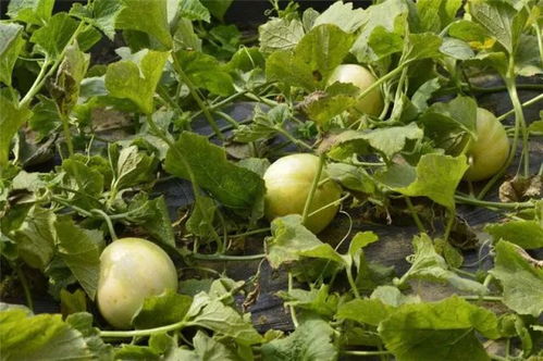 香瓜美味制作秘籍：解锁清新爽口新吃法！ 1