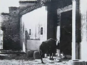 《脑洞茬里王》通关秘籍:巧妙解救祖宗,助你顺利修筑祠堂! 3