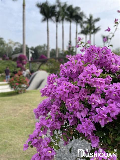 揭秘北京市的市树市花，你了解多少？ 1