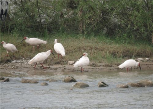 揭秘：朱鹮的正确发音是什么？ 1