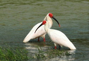 揭秘：朱鹮的正确发音是什么？ 2