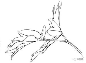 《白描》应用如何设置拍照预览方法？ 1