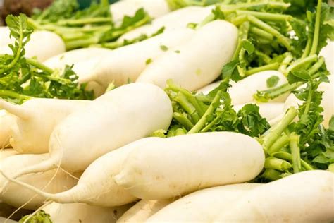 夏日姜香冬日萝卜爽,揭秘哪种白萝卜口感更胜一筹 5