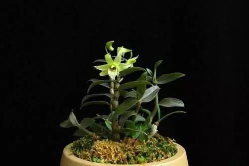 中华九大仙草分别是什么? 2