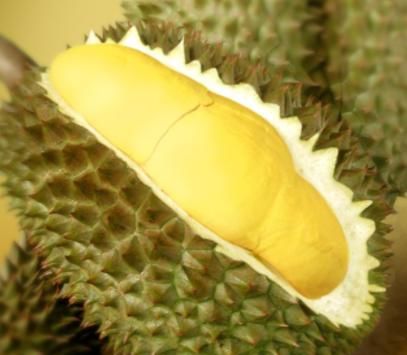 榴莲变黄,是成熟可摘的标志吗? 1