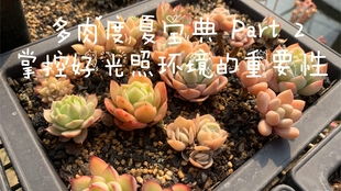 《以闪亮之名》植护宝典多肉篇怎么玩? 2
