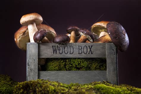 如何动手制作《晚安森林》中的可爱蘑菇餐桌? 3