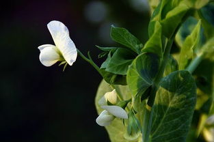 《燕云十六声》高效采集草药方法汇总 1