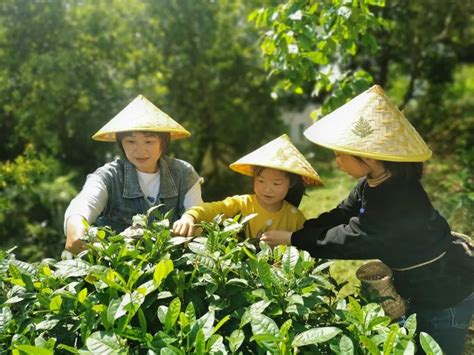 采茶时需注意的关键事项 3