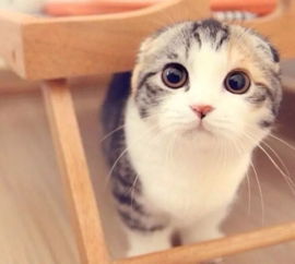 《萌宅物语》中猫咪丢失后如何收回? 3