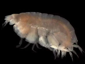 探索:哪种海洋生物是节肢动物? 2
