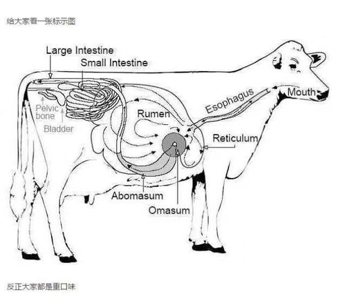 揭秘：黄喉竟是牛身上的这个“宝藏”部位！ 2