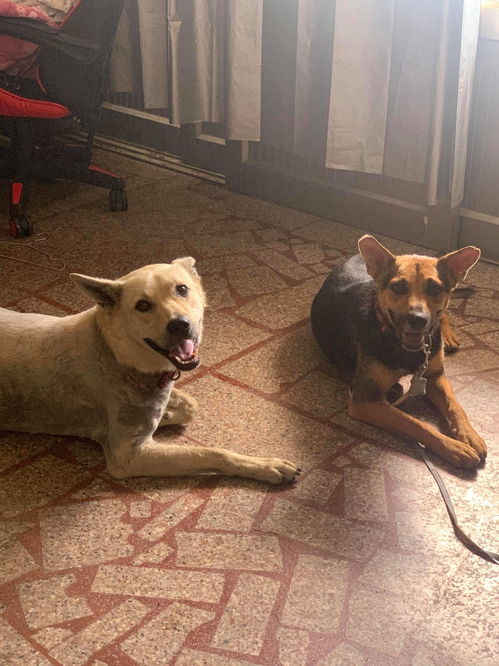 狗将军因疏忽误食禁粥的由来解析 3