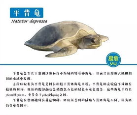 哪种龟类主要栖息于海洋环境? 2