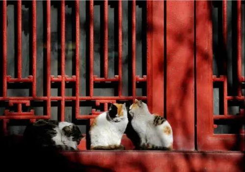 《桃源秘境：宫猫奇趣轶事大揭秘》