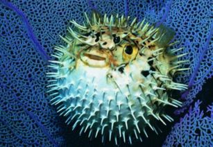 揭秘护士鲨的独特生活习性 1