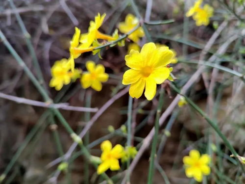 春寒中绽放的金英翠萼：探秘黄色春季花卉之谜 1