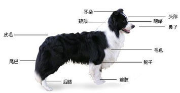 《〈最后的起源〉：深度解析英格兰牧羊犬技能》 4