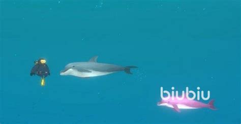 《潜水员戴夫》：粉海豚摄影小窍门 3