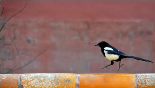 如何轻松查看《喜鹊儿》的访客记录 1