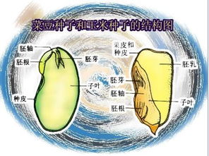 单子叶植物与双子叶植物的主要区别 2