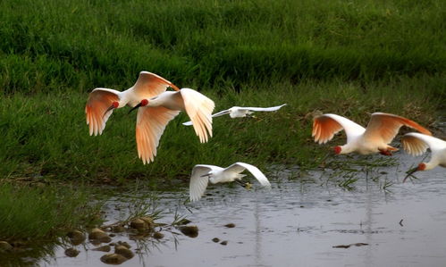 揭秘：朱鹮的正确发音是什么？ 3