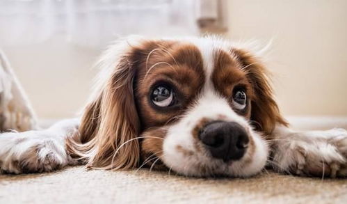 犬类繁殖知识指南 2