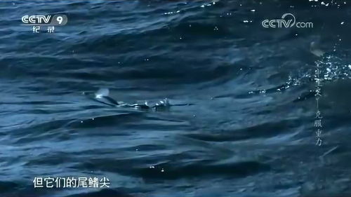 揭秘:飞鱼跃出水面那一刻的惊人秘密 1