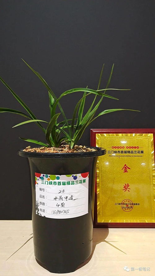 《百变大侦探》花开斜阳里答案是什么? 2