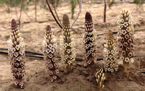 中华九大仙草分别是什么? 1