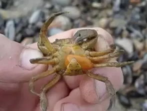惊！哪种超小螃蟹竟能寄生在贝类体内？ 3