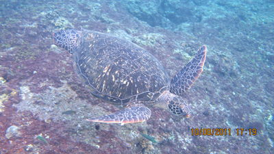 哪种龟类主要栖息于海洋环境? 3