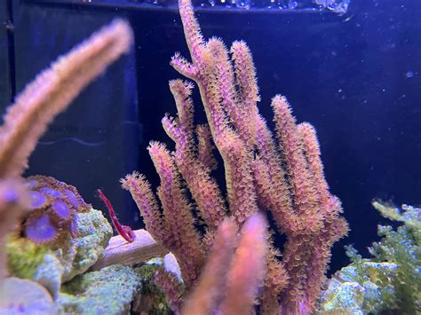 海柳通常指的是哪种海洋生物? 4