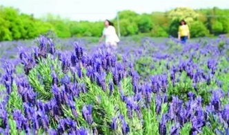 《沙石镇时光》中不可错过的补血草寻觅指南 1