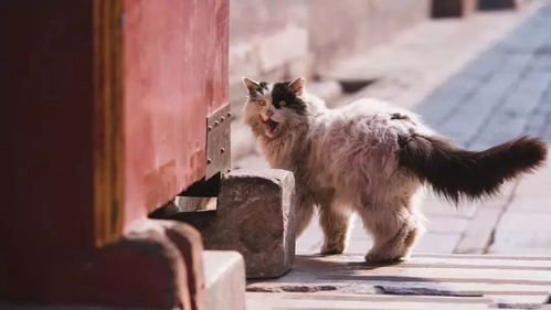 《桃源秘境：宫猫奇趣轶事大揭秘》 2