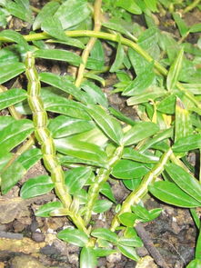 中华九大仙草分别是什么? 4