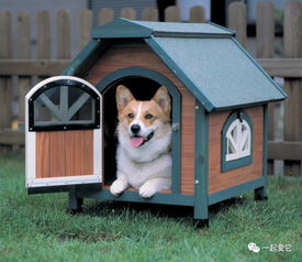 打造温馨舒适爱犬小窝的必备指南 3