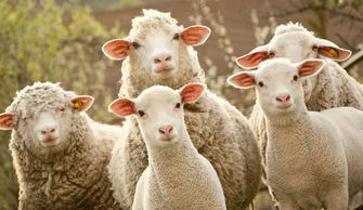 轻松解决《羊了个羊》无法进入游戏的难题 2