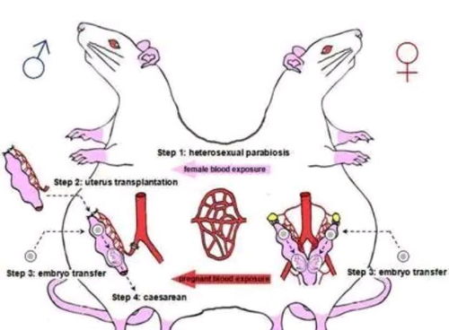 《蔚蓝档案》角色头上那个环是啥? 3