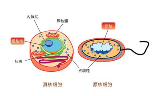 绿藻：探索其真核与原核的神秘身份 2